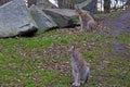 Beautiful two lynxes sit on the ground in the forest and watch intently. On the hunt Royalty Free Stock Photo