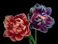 Beautiful two multicolor blooming tulips with stem and leaves isolated on black background. Close-up studio shot. Royalty Free Stock Photo