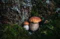 Beautiful two mushrooms boletus edulis, penny bun, ceps, porcini on dark forest background close up. Edible delicious mushroom