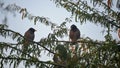 Beautiful two Myna's Sitting on a Tree Branch.