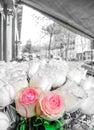 Beautiful two pink roses flowers at a parisian flower store Royalty Free Stock Photo