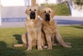 Beautiful two puppies  of Spanish Mastiff Breed on the grass Royalty Free Stock Photo