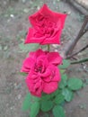 Beautiful two red roses natural photo