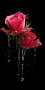 beautiful two roses sliced with water, dropping scene, ai generated image