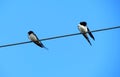 Swallow birds on cable, Lithuania