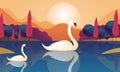 Beautiful Two Swan Floating in Lake at Sunrise or Sunset View