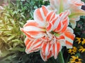 Beautiful two tone color lilies flowers Royalty Free Stock Photo