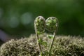 two ferns in the shape of heart with their stems forming an oozy Royalty Free Stock Photo