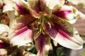 Beautiful two-tone lily grows in the garden in summer. Blooming beige-red lily flowers background Royalty Free Stock Photo