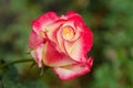 Beautiful of two tone rose flower on green bokeh Royalty Free Stock Photo