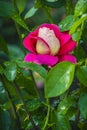 Beautiful two-tone rose in the garden