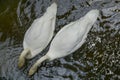 Beautiful two white whooping swans swimming in the lake Royalty Free Stock Photo