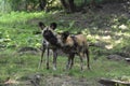 Beautiful two wild african dogs playing in the woods