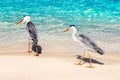 Beautiful two wild white heron on a beautiful fantastic beach in the Maldive Islands against the blue clear water Royalty Free Stock Photo