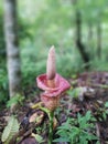 A beautiful type of Amorphophallus titanum flower that thrives in tropical forests