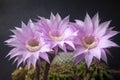 A beautiful type of cactus blooms magnificently, its scientific name is; echinopsis oxygona or Echinopsis eyriesii Turpin