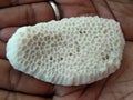 A beautiful type of coral found in Andaman Islands