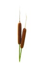 Beautiful typha on white background