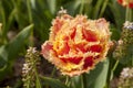 Beautiful typical Dutch orange tulip