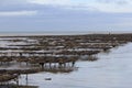 Long rows of beds with oysters in the sea at the french coast in summer