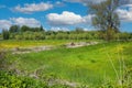 Beautiful typical lower rhine landscape, green rural meadow field, yellow buttercup flowers, pollard willow trees - Viersen, Royalty Free Stock Photo