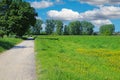 Beautiful typical rural riverside lower rhine landscape with cycling path, green meadow yellow buttercup flowers, blue summer sky Royalty Free Stock Photo