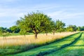 Beautiful typical speierling apple tree in meadow for the german Royalty Free Stock Photo