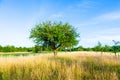 beautiful typical speierling apple tree in meadow for the german drink applewine Royalty Free Stock Photo