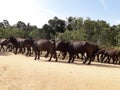 Beautiful of Udawalawa National park Royalty Free Stock Photo