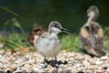 Avocet chick. Beautiful nature image of a cute baby bird from No