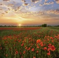 Beautiful ukrainian countryside spring sunset landscape with wheat field and red poppy flowers, Ukraine, colorful dusk sky with Royalty Free Stock Photo