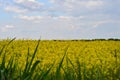 Beautiful Ukrainian yellow field and blue sky. Ukraine, Chernihiv