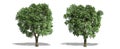 Beautiful  Ulmus tree isolated and cutting on a white background with clipping path Royalty Free Stock Photo