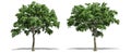 Beautiful Ulmus tree isolated and cutting on a white background with clipping path Royalty Free Stock Photo
