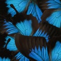 Beautiful Ulysses butterfly wings as background, closeup Royalty Free Stock Photo