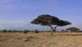 A beautiful umbrella acacia grows in the savannah