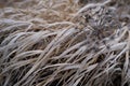 Beautiful umbrella to dry herbs in the subtle yellow grass in a winter field Royalty Free Stock Photo