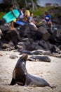 Beautiful unafraid sea lion sunbathing on the Royalty Free Stock Photo