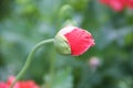 A beautiful unblown poppy flower bud of bright crimson color with raindrops on a thin stem on a blurred green background. Royalty Free Stock Photo