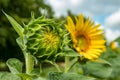 Beautiful unblown sunflower. Huge flower in future. and Blooming sunflower, green trees, bright blue sky and white fluffy clouds Royalty Free Stock Photo