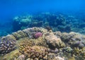 Beautiful undersea landscape with coral reef. Oceanic biosphere. Royalty Free Stock Photo