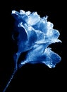 Beautiful underwater blue freesia