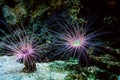 Beautiful underwater cerianthus anemone on the ocean floor