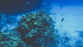 Beautiful underwater iamge of anemones and corals growing on the tropical reef. Lots of fishes swimming in the Red sea Royalty Free Stock Photo