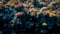 Beautiful underwater iamge of anemones and corals growing on the tropical reef. Lots of fishes swimming in the Red sea Royalty Free Stock Photo