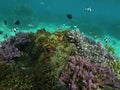 Beautiful Underwater Life In Nusa Lembongan, Bali, Indonesia. Royalty Free Stock Photo