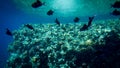 Beautiful underwater photo of lots of colorful tropical fishes swimming around big coral reef in the sea Royalty Free Stock Photo