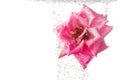 Beautiful underwater pink rose Royalty Free Stock Photo