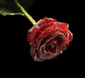 Beautiful underwater red rose