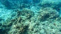 Beautiful underwater scene of colorful Coral reefs and large schools of redtail butterflyfish in Surin islands national park, Royalty Free Stock Photo